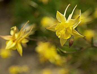 《真女神转生5》恶魔介绍视频：欧特鲁斯